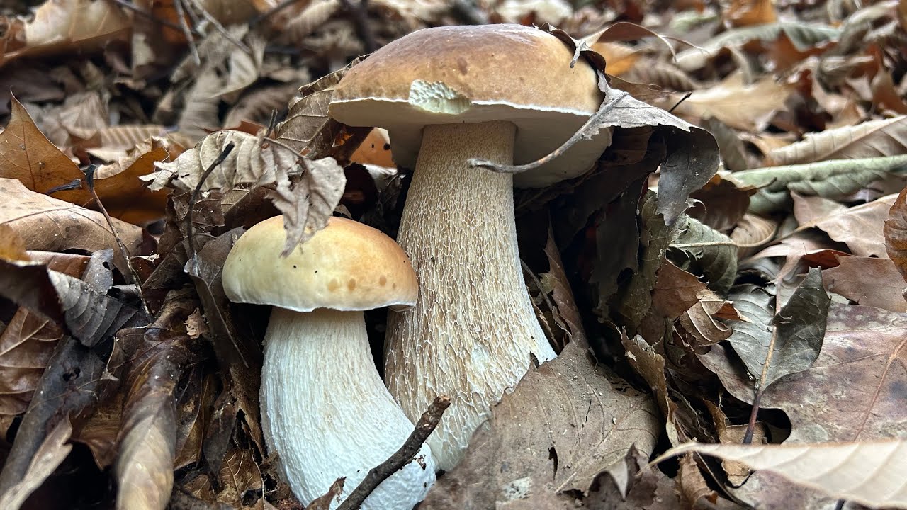 Espectaculares Boletus edulis entre castaños del 10-11 de noviembre de 2025