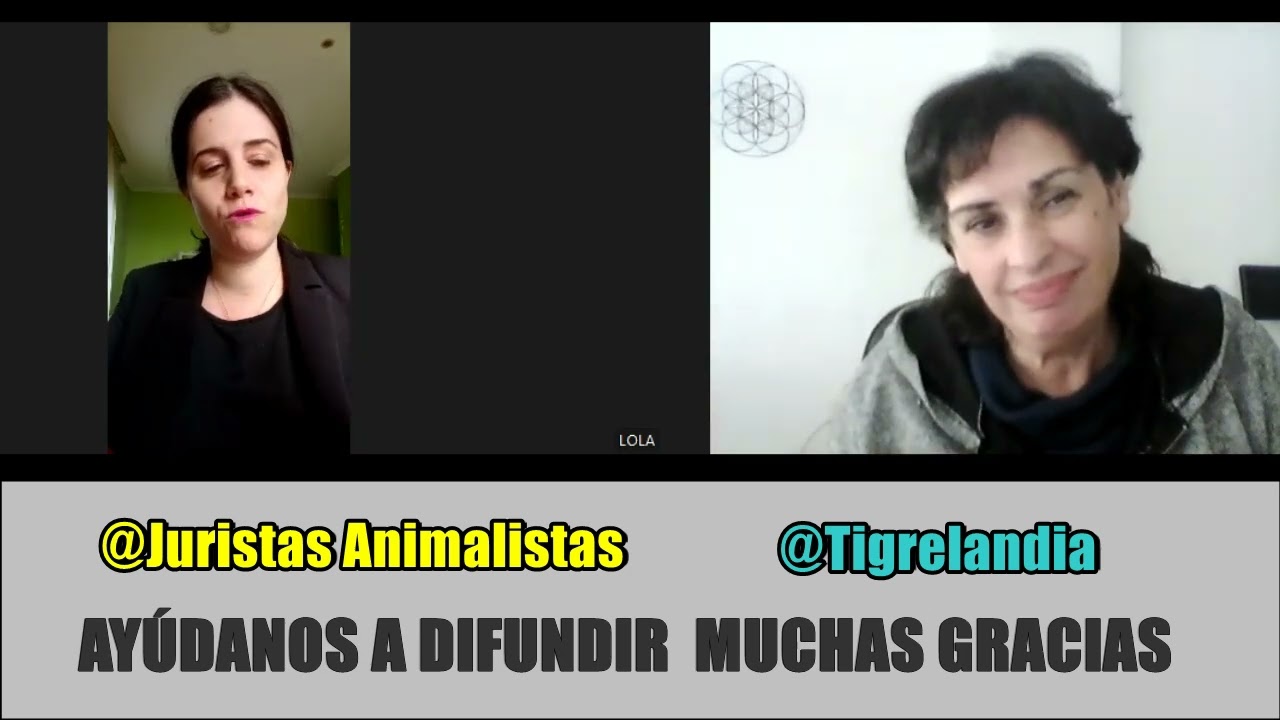 3  Evento Nacional Colonias Felinas #catvideos #gatos #derechoanimal