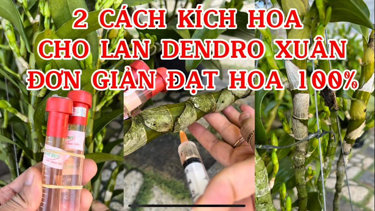 C&aacute;ch k&iacute;ch hoa cho Lan DENDRO xu&acirc;n đạt hoa 100%-LAN RỪNG L&Acirc;M ĐỒNG@lanrunglamdong