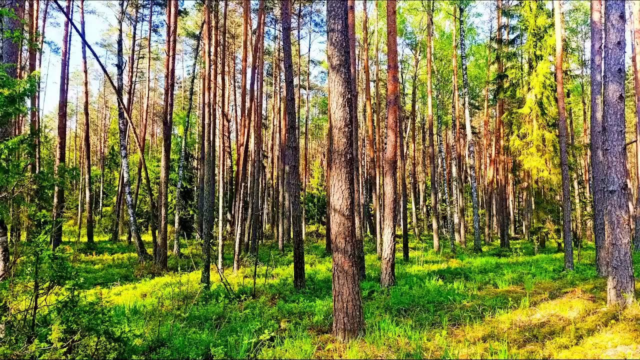 🌿 Нежное пение птиц и солнечный свет для снятия стресса и обретения внутреннего покоя