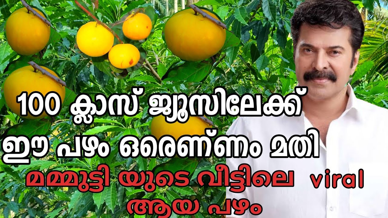 അരസ ബോയ് | മമ്മൂട്ടിയുടെ വീട്ടിലെ സ്പെഷ്യൽ ഫ്രൂട്ട് |Araza boi Fruit| Exotic Fruit | Wings of miya