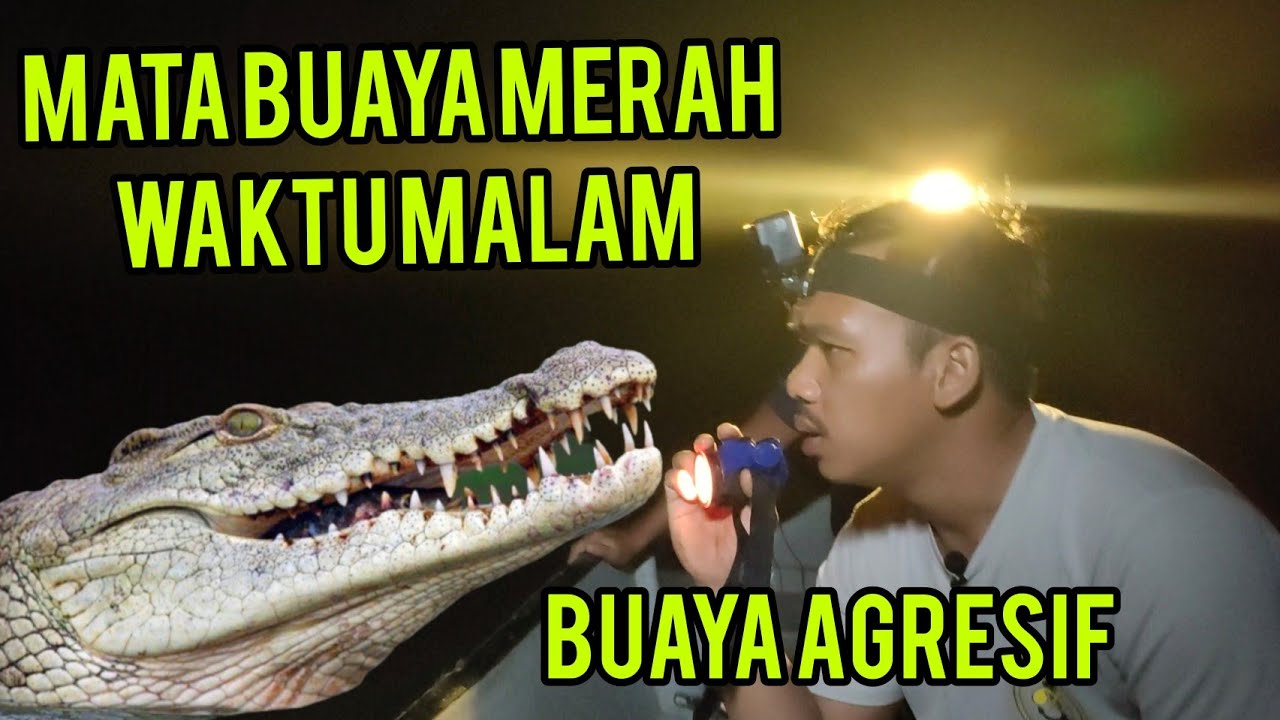 Night Herping | Jejak Buaya Dan Ular Sungai | Buaya Agresif