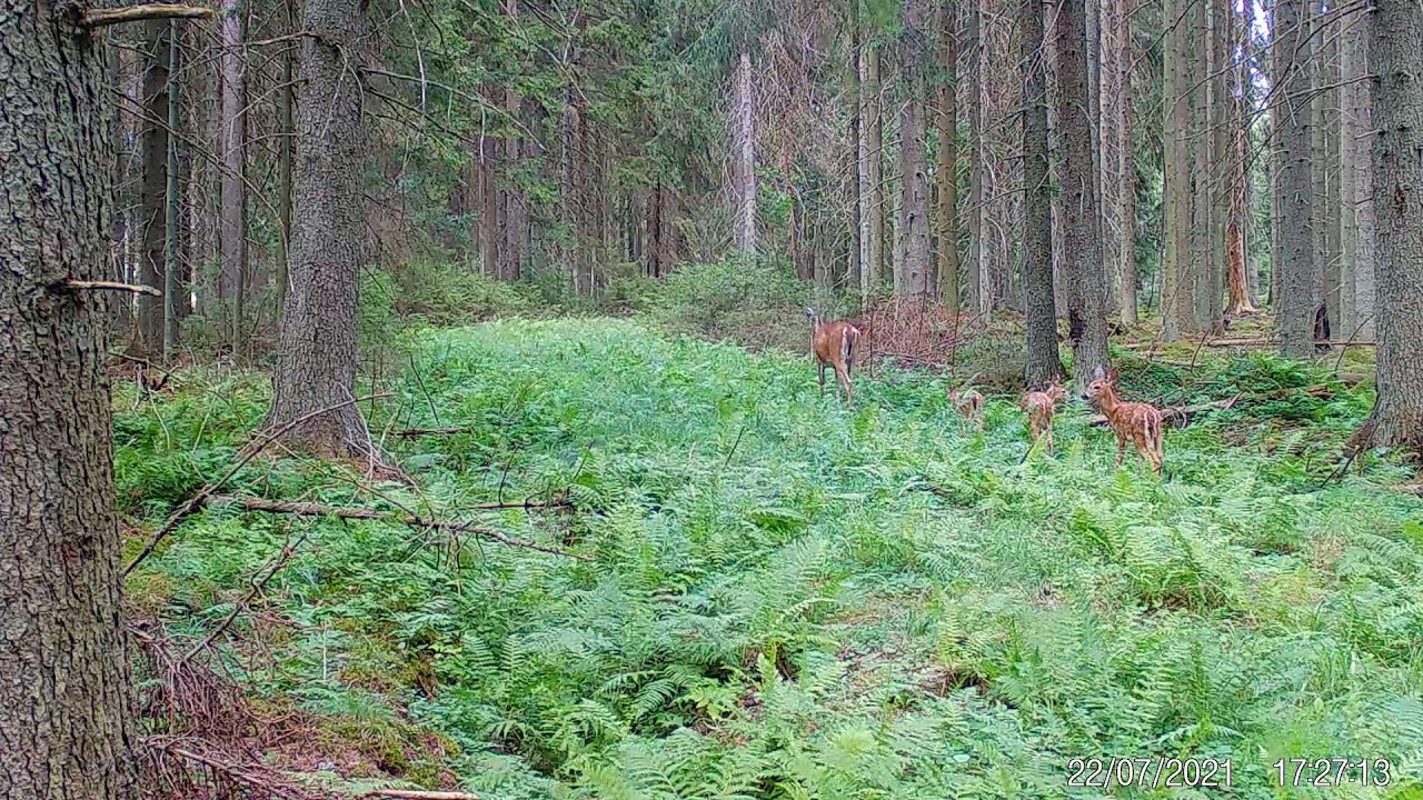 Em&auml; peura ja kolmois vasat