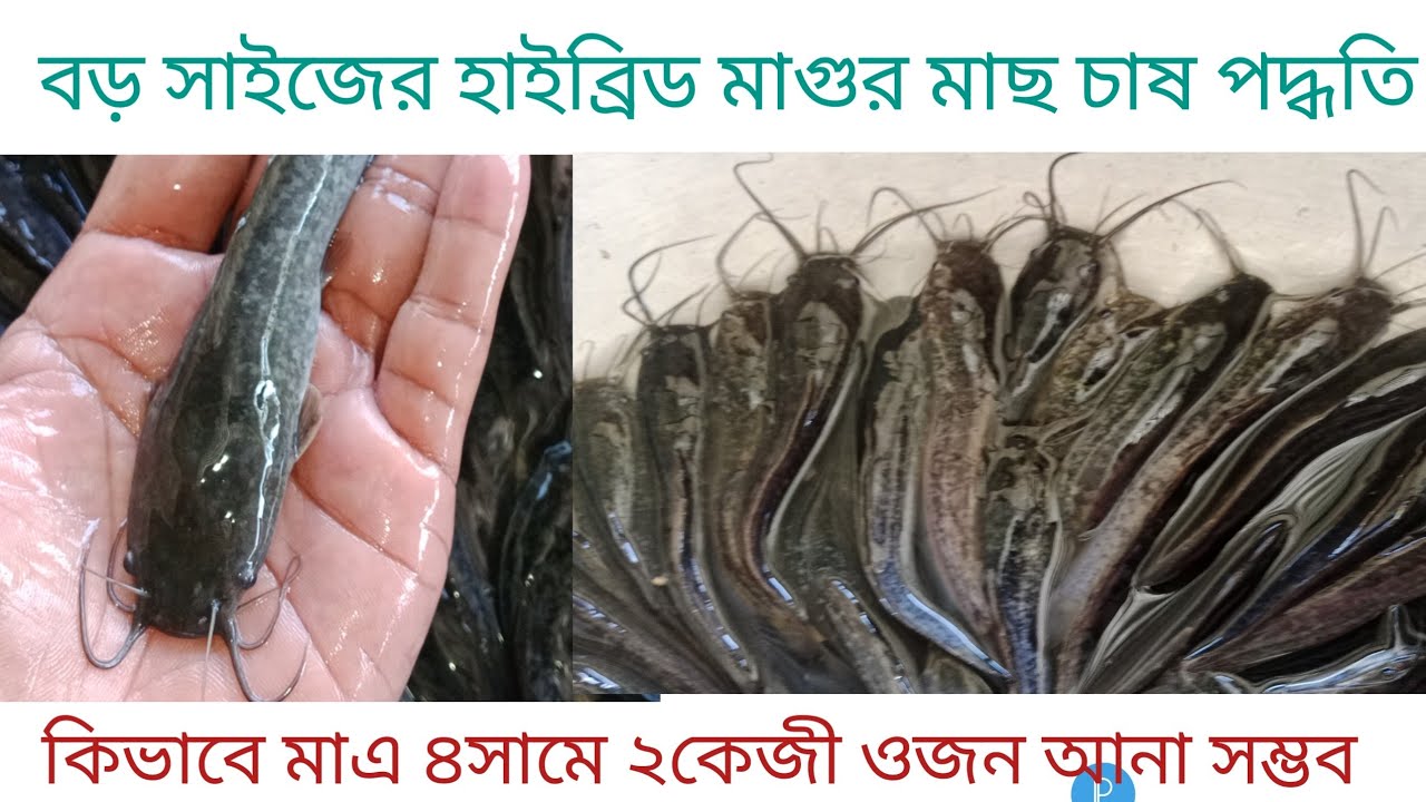 বড় সাইজের হাইব্রিড মাগুর মাছের পোনা চাষ পদ্ধতি। কিভাবে মাএ ৪মাসে ২কেজী  ওজন আনা সম্ভব। ও পোনার দাম।