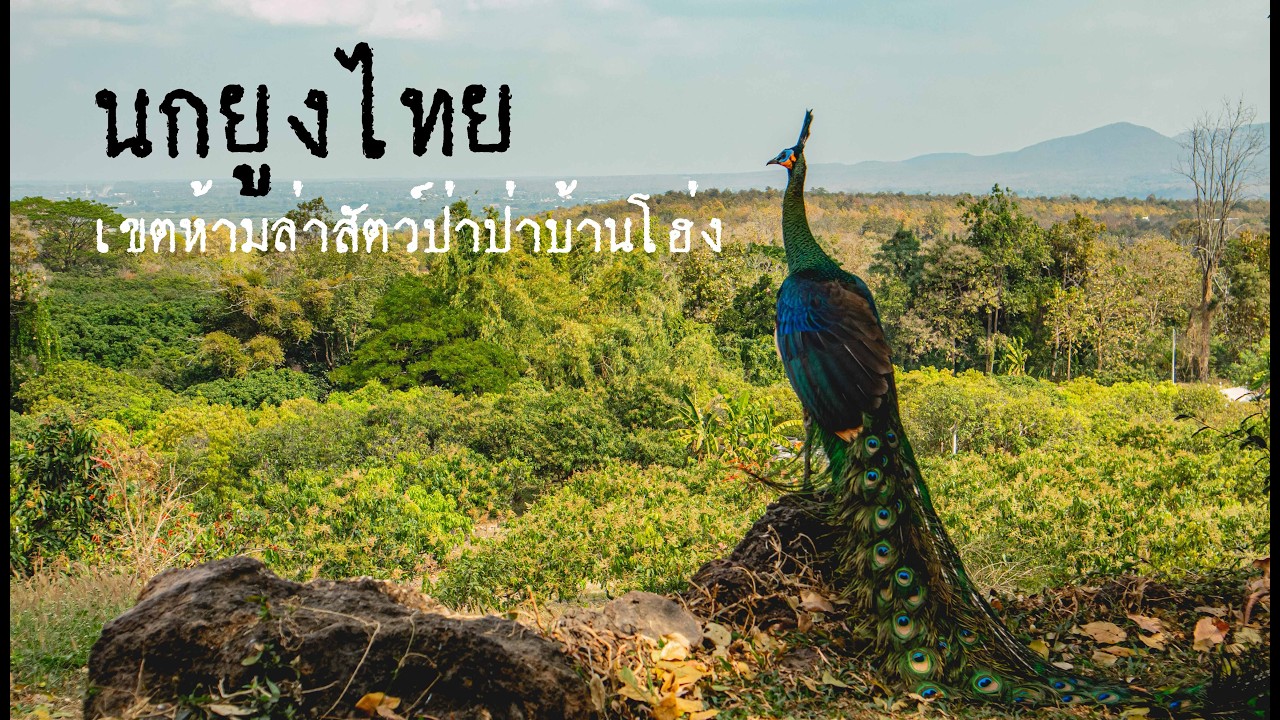 แว๊นไปดูนกยูงไทย ที่เขตห้ามล่าสัตว์ป่าบ้านโฮ่ง จ.ลำพูน