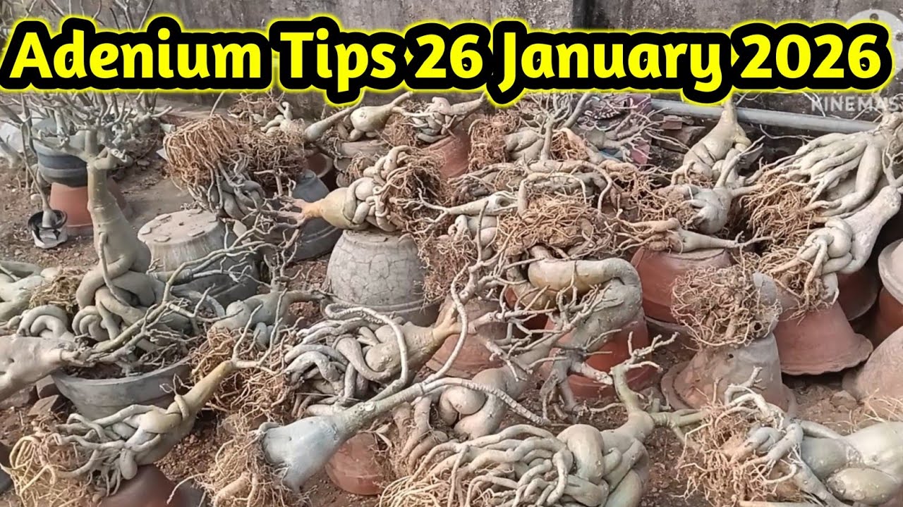 adenium tips 26 January 2026#adenium #adeniumlover #gardening 