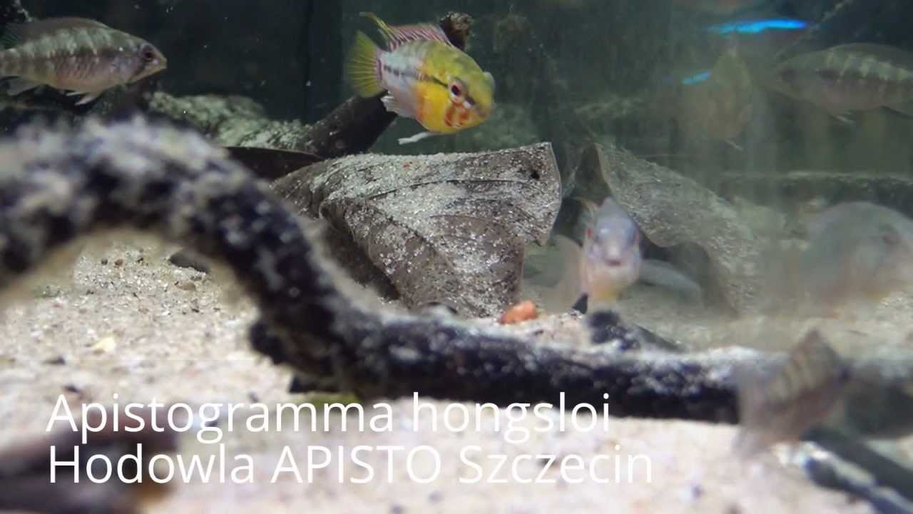Apistogramma hongsloi Jakość HD Hodowla APISTO Szczecin