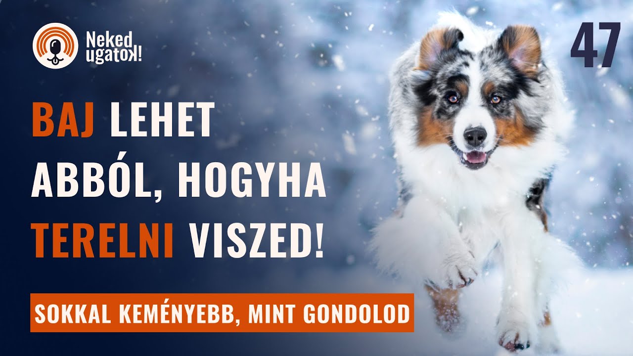 AUSSIE - mélyelemző fajtabemutató az ausztrál juhászkutyáról | #47