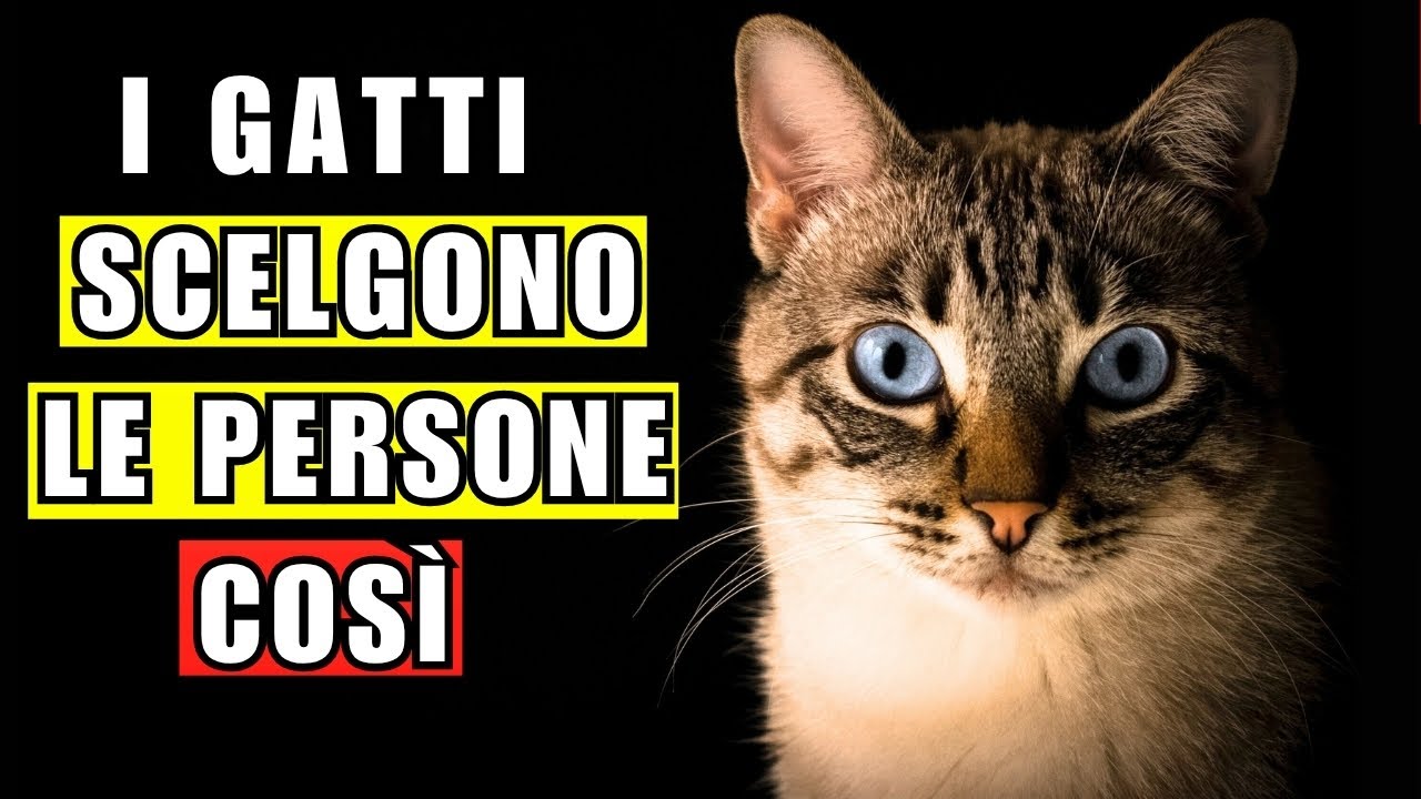 10 Motivi per cui i Gatti Scelgono Alcune Persone (e Ignorano le Altre)