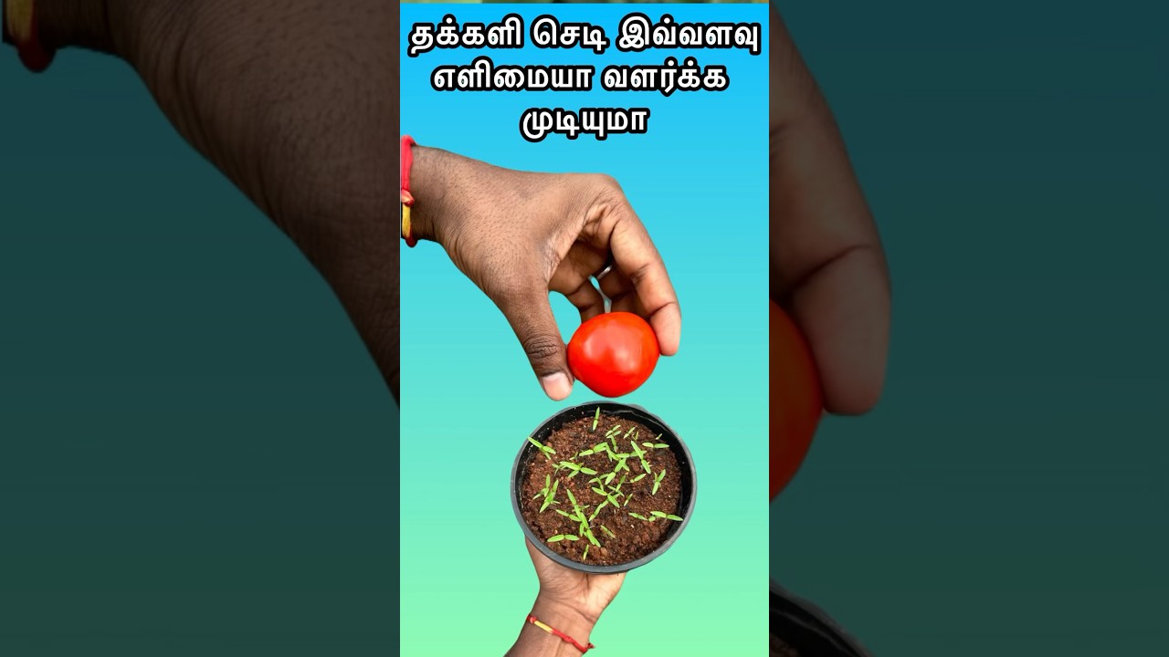 தக்களி செடி இவ்வளவு எளிமையா வளர்க்க முடியுமா / #tomato #shortsfeed #shorts #viralvideo #viral