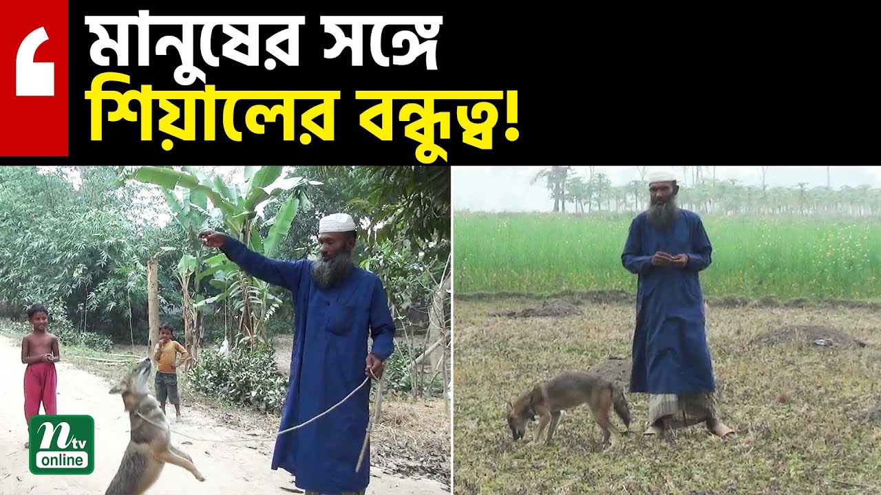 শিয়ালের সাথে গভীর বন্ধুত্ব শাহাদাতের! l Shahadat's deep friendship with the Fox! | Jashore l NTV