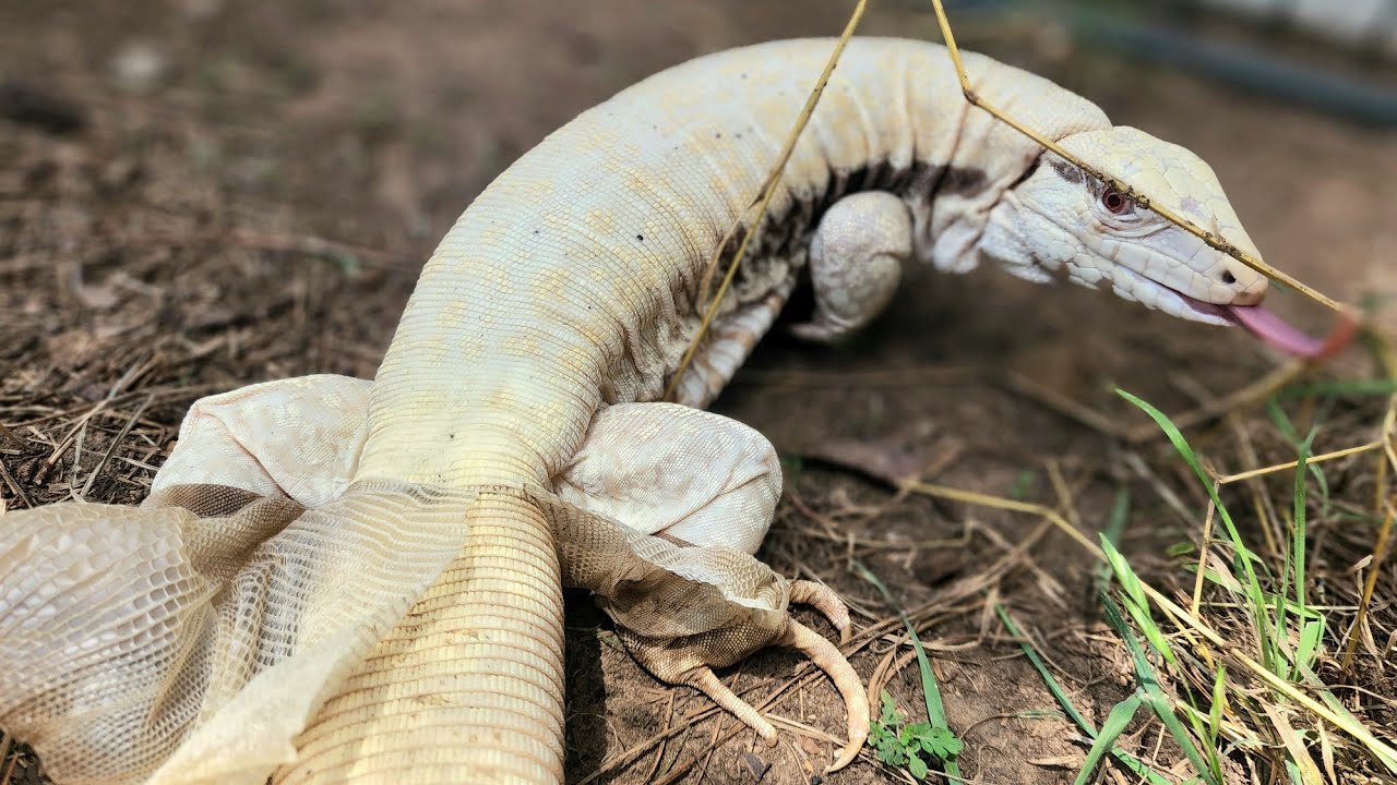 The TRUTH about ALBINO TEGUS!