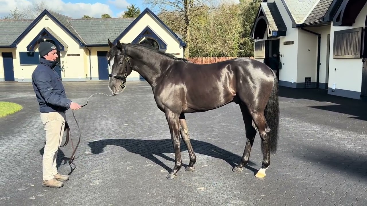 Auguste Rodin at Coolmore Stud