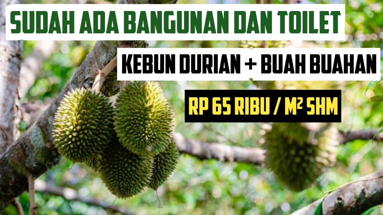 Dijual Lahan Kebun Durian Luas Tanah 3,3Ha Full SHM Rp 65 ribu / m2 Nego di Tegalwaru Karawang 