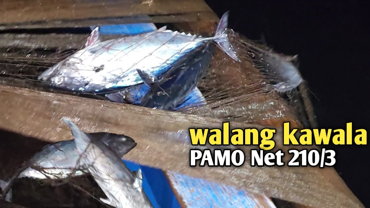 Night Fishing Philippines using Pamo net | mabisa para sa lumahan,tulingan,matambaka etc.