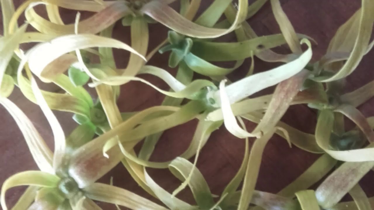 Si tu la croises un jour (Reprise Tahiti)