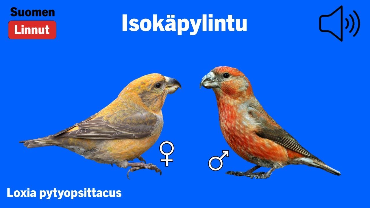 Isokäpylintu - Loxia pytyopsittacus - Parrot Crossbill - större korsnäbb - LOXPYT