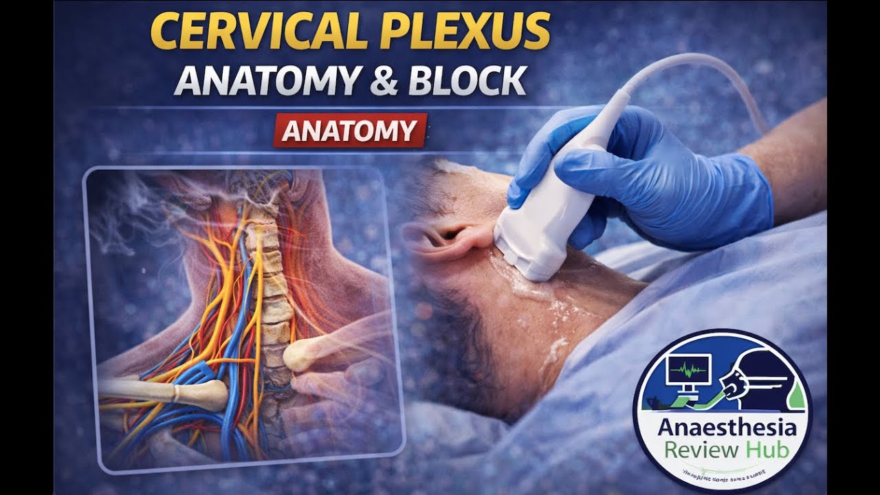 Cervical Plexus Anatomy & Block | Ultrasound-Guided | Anaesthesia Review Hub