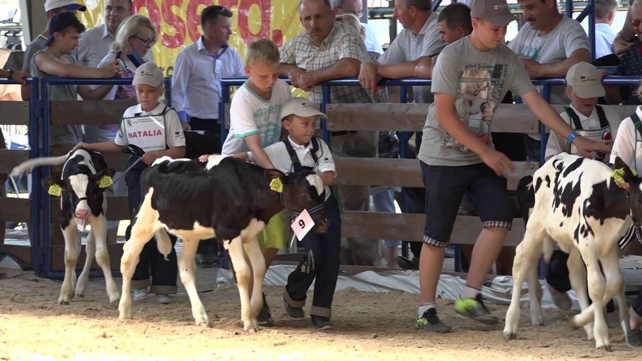Regionalna Wystawa Zwierząt Hodowlanych w Szepietowie –25-26.06.2016 r.