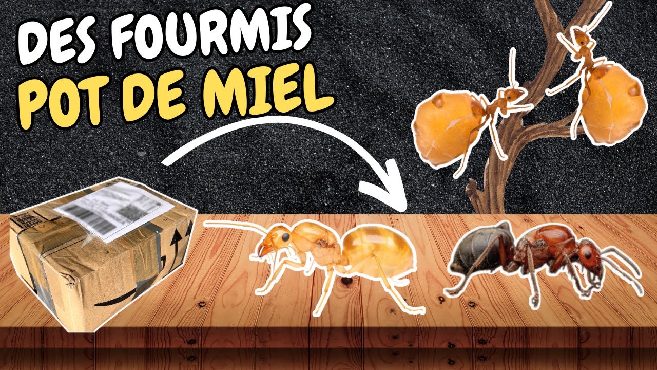 😲 Je reçois 3 FOURMIS POT DE MIEL ! 😲 #ants #fourmis #myrmécologie #elevage #insects #myrmecosystus