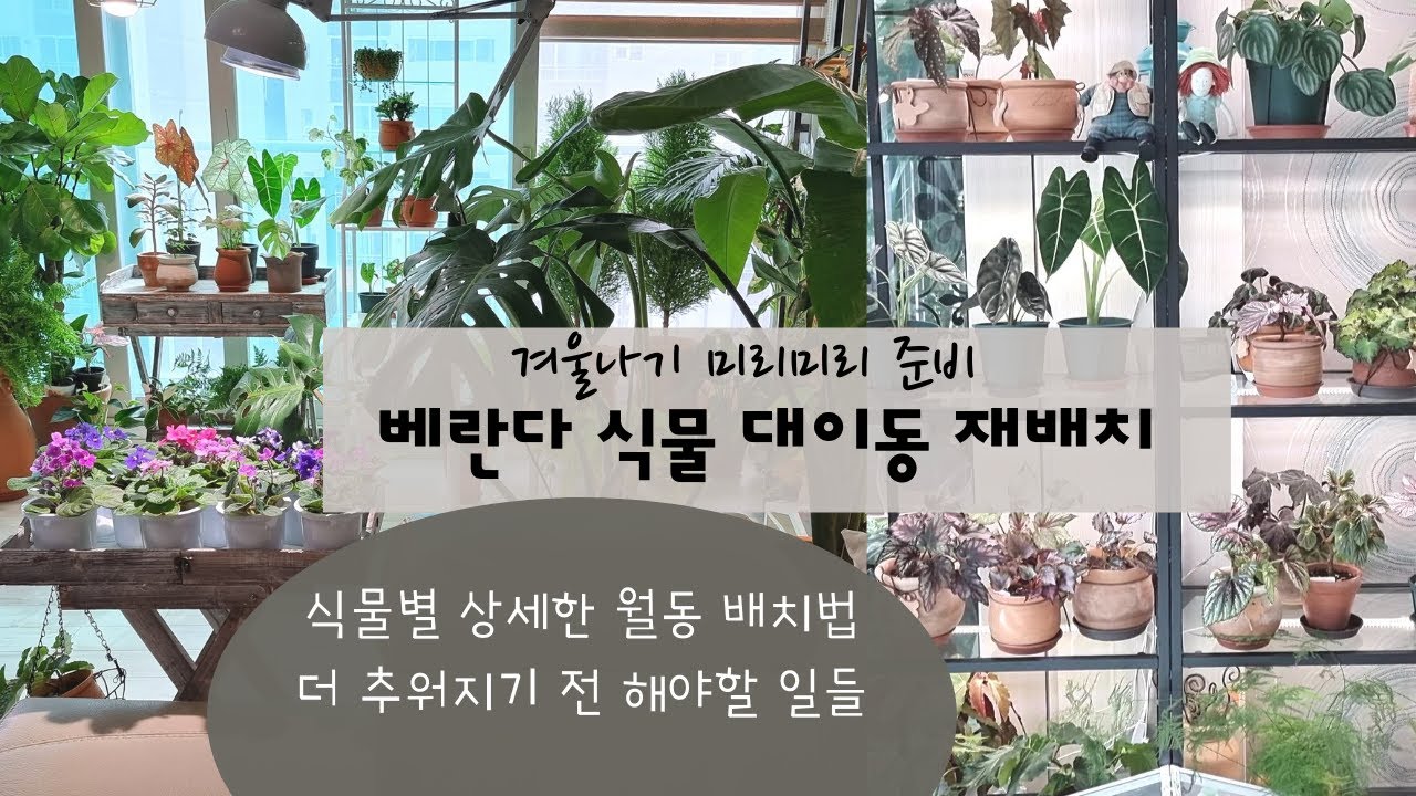 SUB) 겨울 대비 베란다 식물 재배치 방법 / 식물별, 온도별 상세한 월동 배치법 / 식물 영양제 리뷰