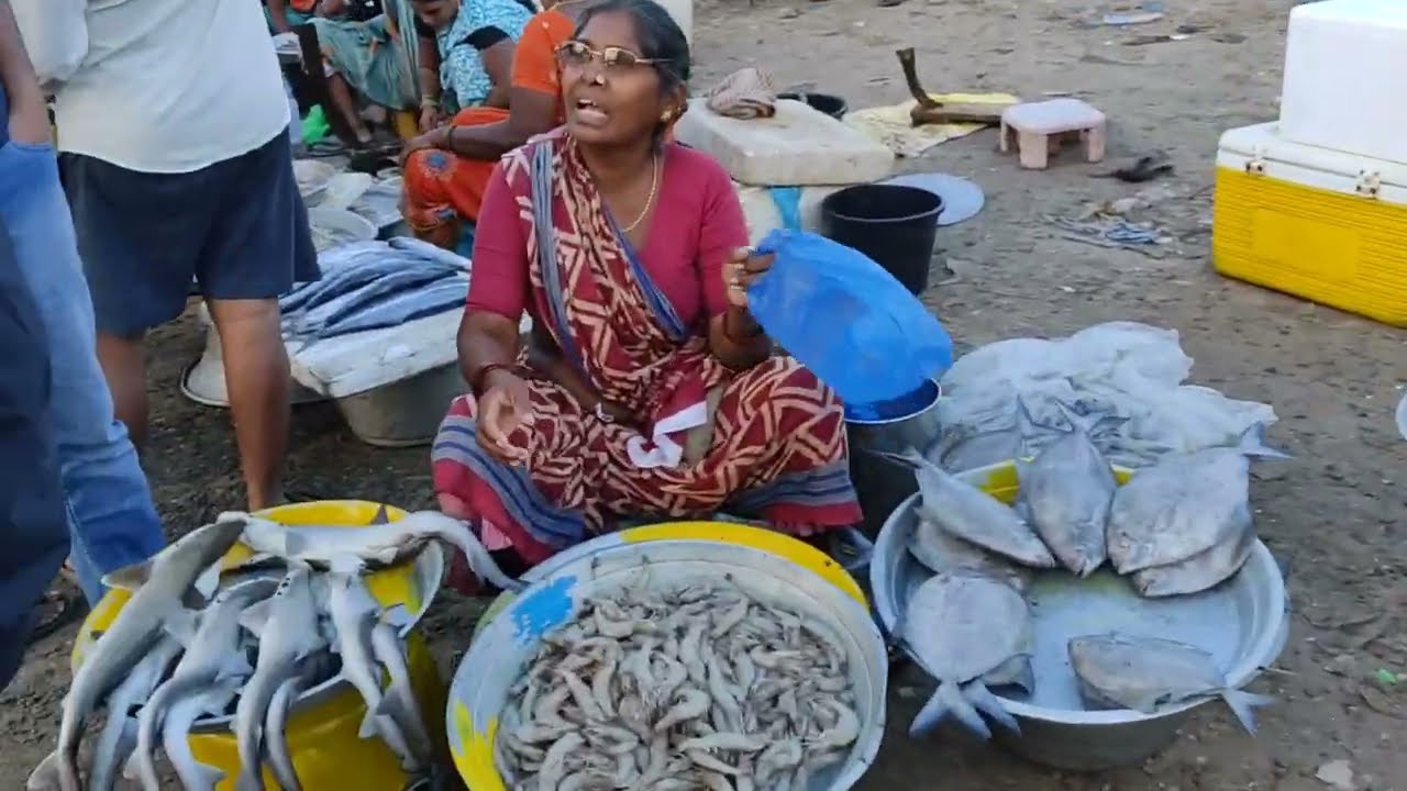 Kakinada Fish Market November 2022 || Cheapest Fish Price in Kakinada ||