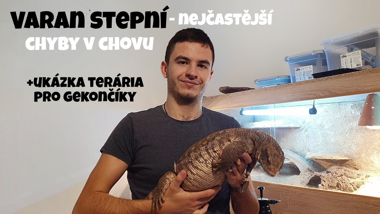 Varan Stepní- Nejčastější chyby v chovu + ukázka terária pro gekončíky