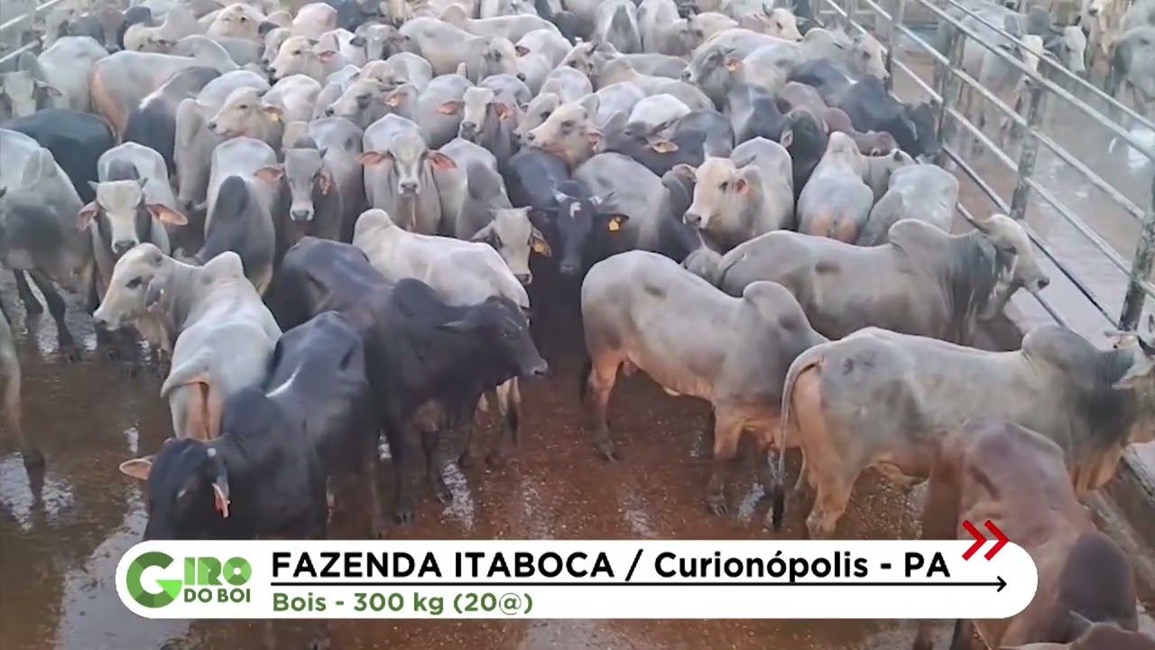 MARABÁ (PA): BOIADA SUPLEMENTADA A PASTO CHEGA A 20 ARROBAS; VEJA DETALHES