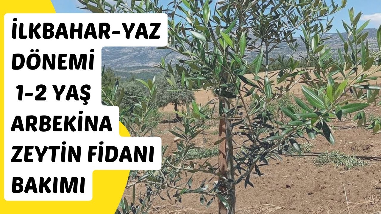 Arbekina Zeytin Fidanı 1-2 Yaş İlkbahar&Yaz D&ouml;nemi Bakımı Toprak işleme, Ot bi&ccedil;me, İla&ccedil;lama ve G&uuml;bre