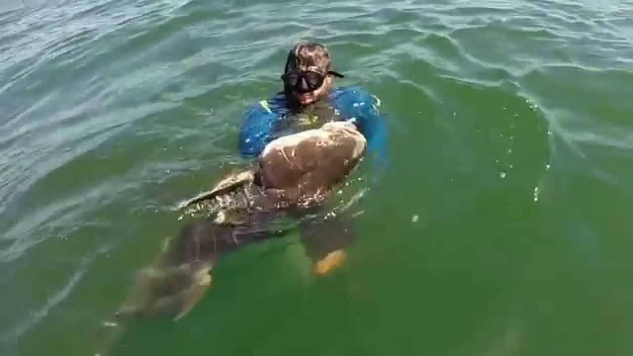 Spearfishing Chesapeake Bay and Outer Banks