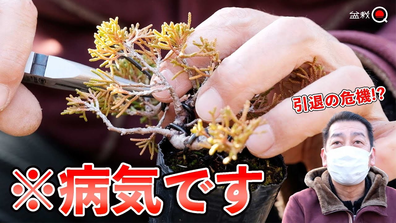 【真柏】今なら「5㎝のミニ盆栽」を作れるはず⁉【盆栽Q】