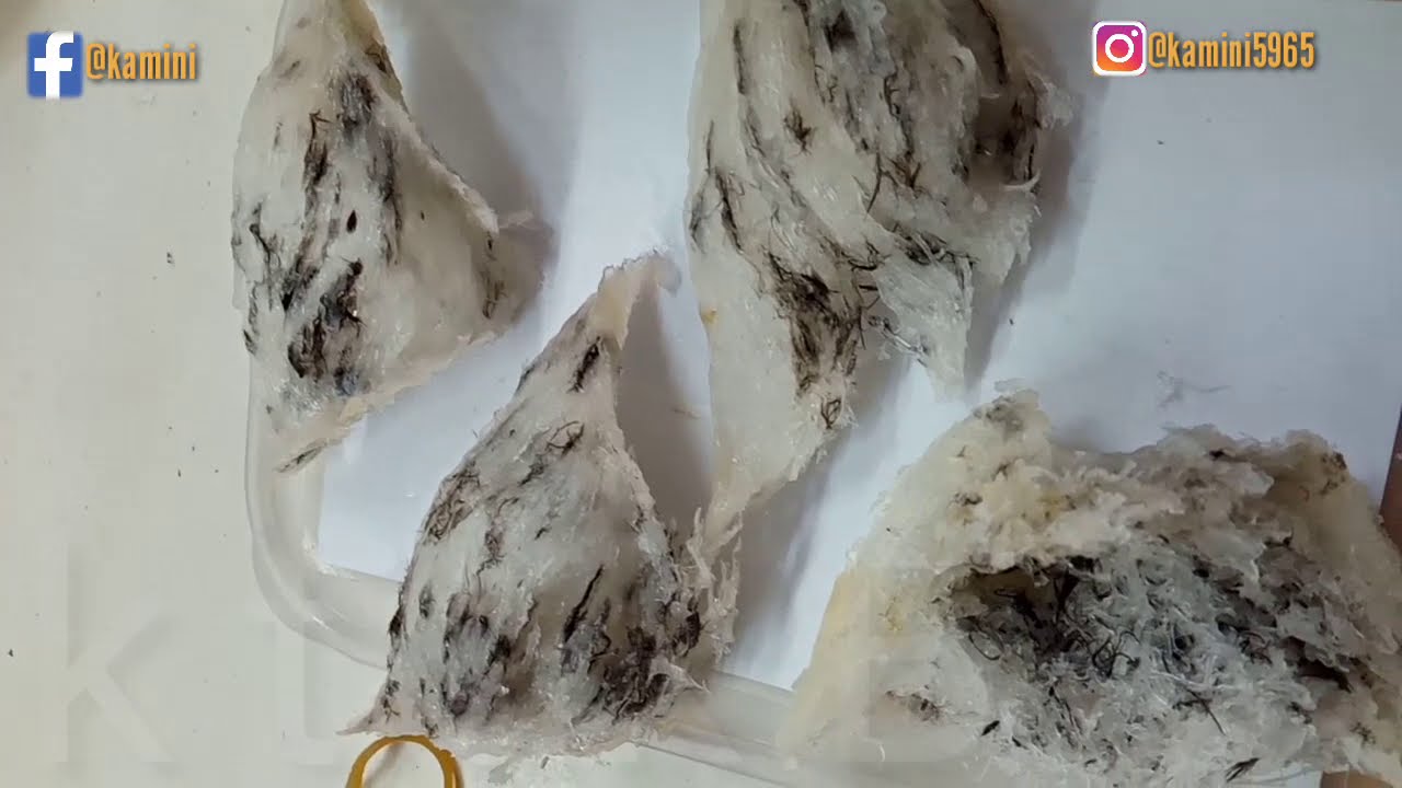 Proses pembersihan sarang burung walet hingga layak jual#viral #walet #bisniswalet #duniabisnis