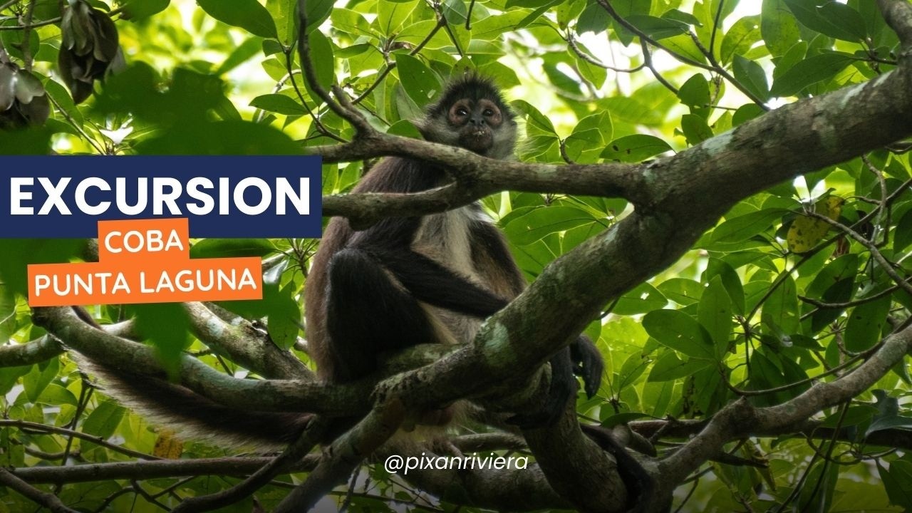 Coba, Punta Laguna, Cenote & Famille Maya - Excursion par Pixan Riviera