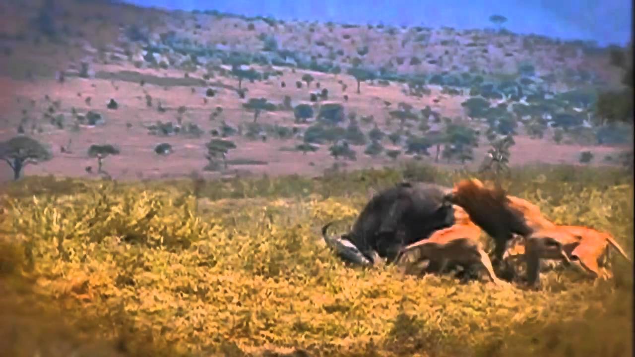Deadly Instinct: Lions