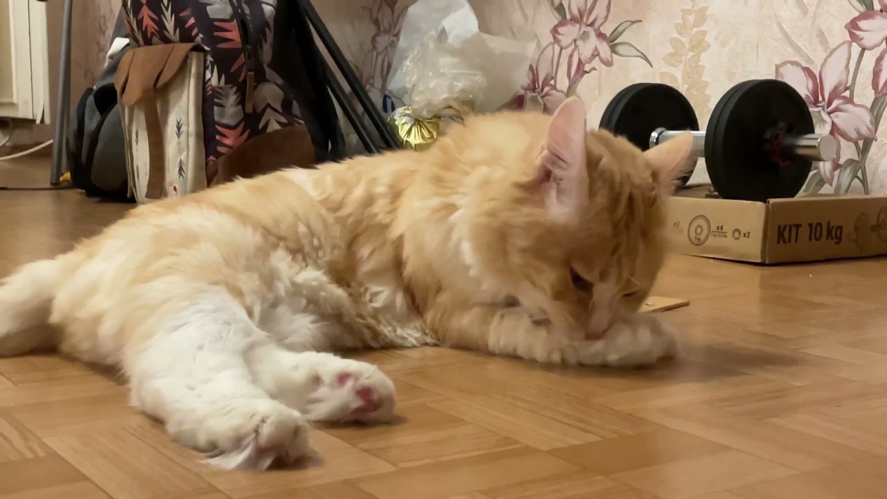 CLEVER CAT KIKI LICKS PINK PAW