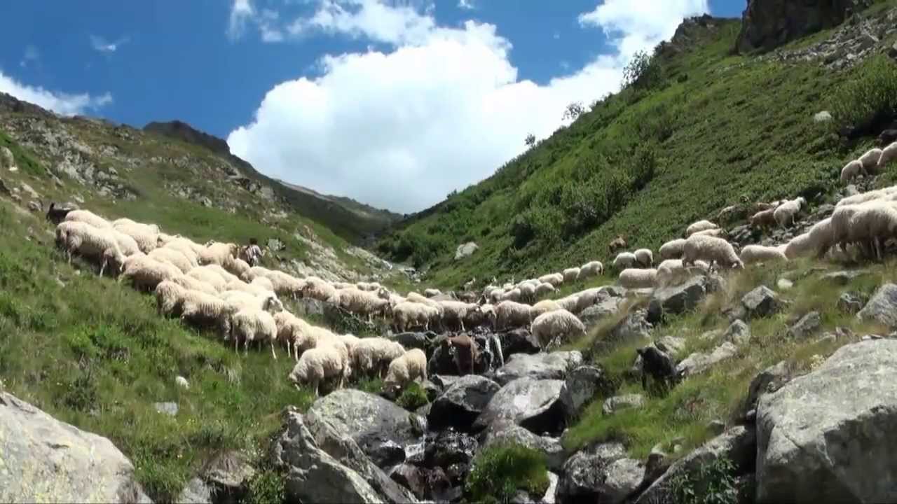 Scelta ruascina 2013