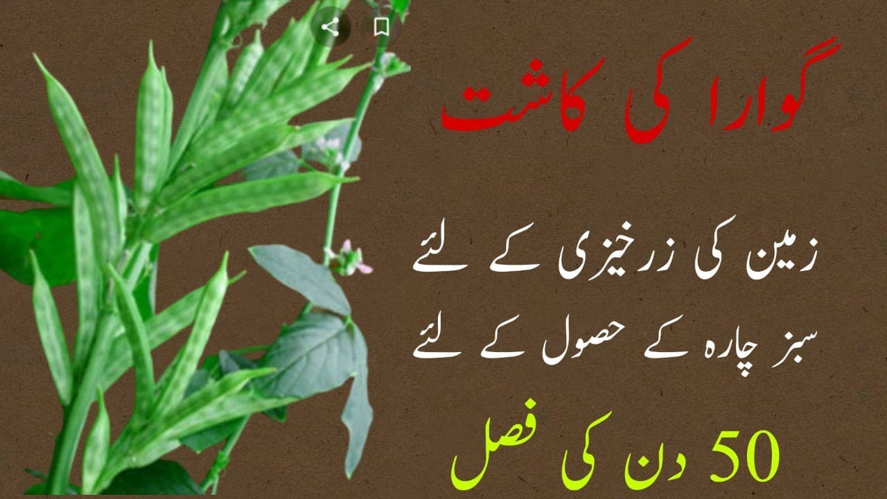 Guara crop cultivation as Green manuring or for fodder purpose