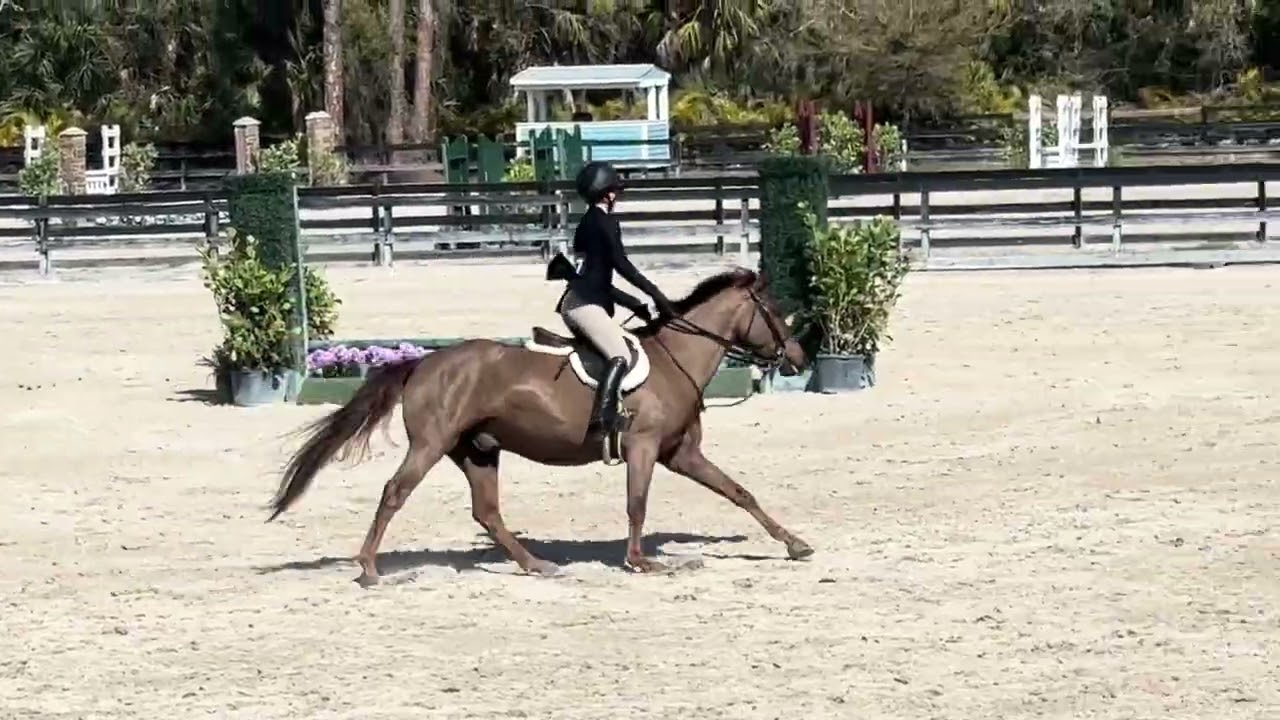 SE Laissez Faire - Venice Equestrian Tour VII - 2’6” USHJA Hunters
