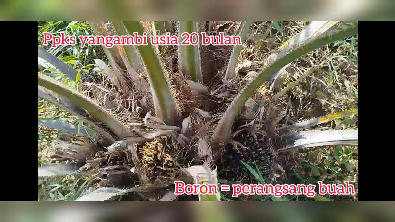 Ppks yangambi usia 20 bulan