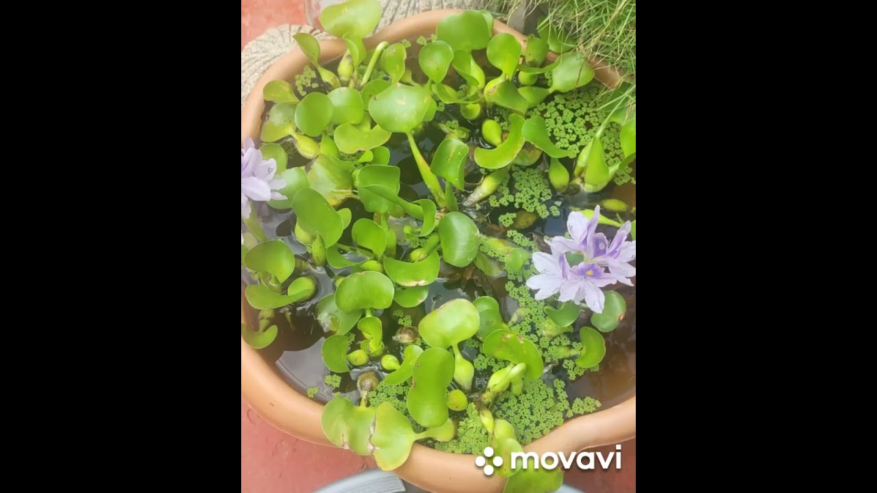 My bliss garden