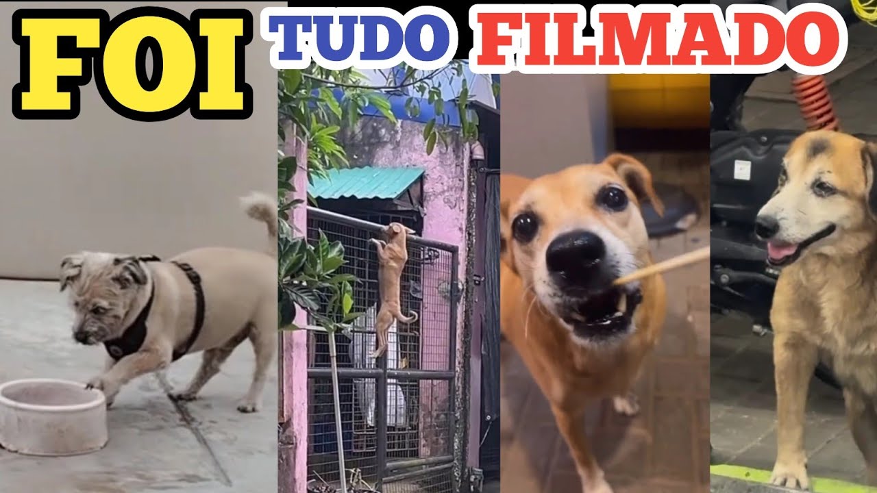 Esses cachorros já dominaram o mundo kkkk 🤣😅🤣 #tentenãorir 
