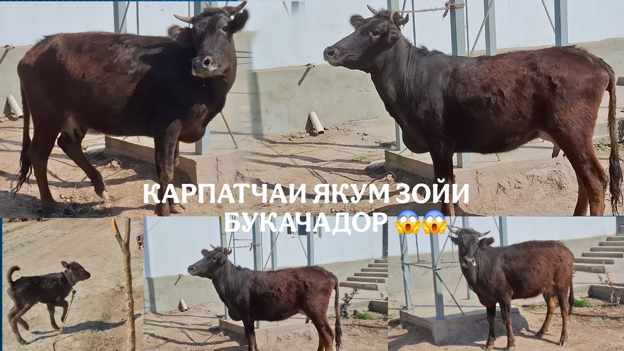 😱КАРПАТЧАИ ЯКУМ ЗОЙ😱. ТЕЛ:+992 008 08 88 47🤙🫵🫵.   28 февраля 2026 г