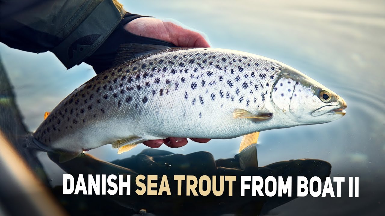 Spring Sea Trout Fishing, From Boat - Rag Worms And Fat Sea Trout!