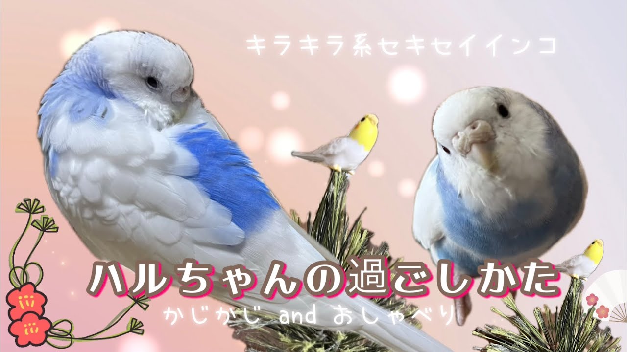 【気になるかじかじ&おしゃべり】セキセイ女子ハルちゃんのまったり活動報告💕