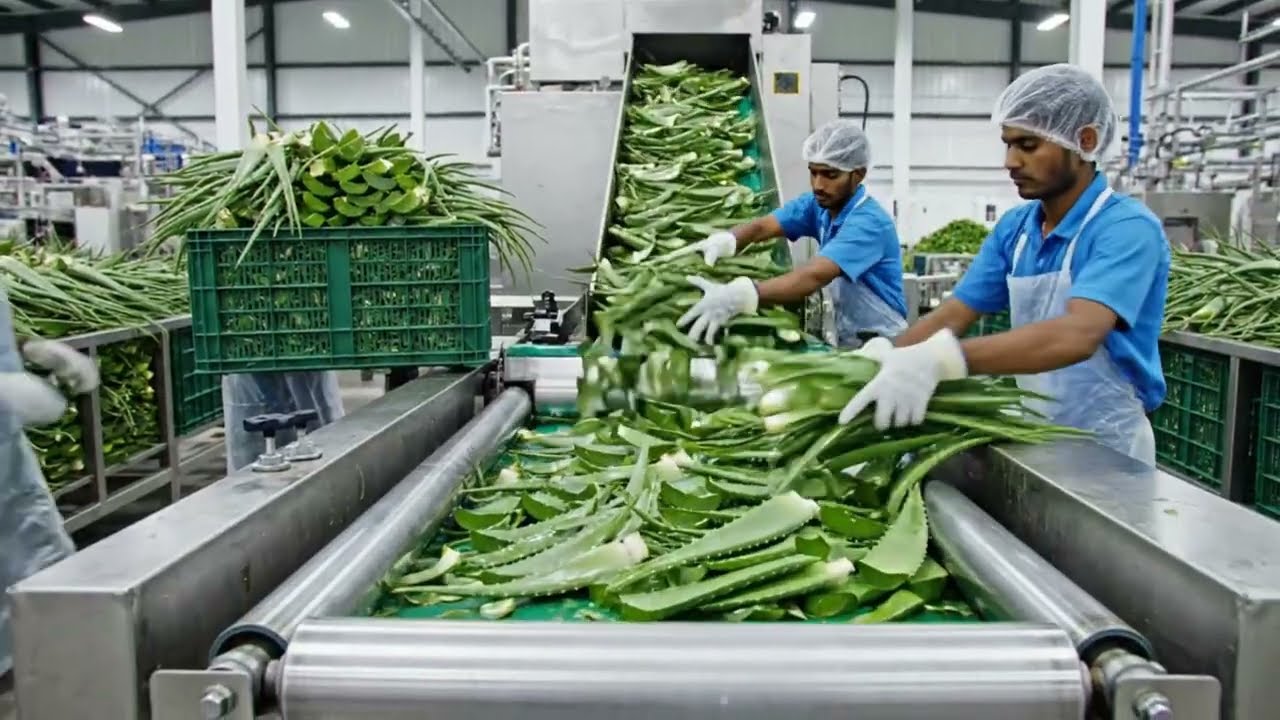 How Aloe Vera Gel Is Made in Factory | You’ll Be Shocked by the Process!