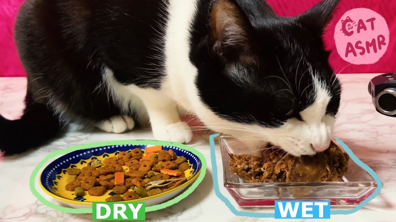 🍙ASMR🎧猫がカリカリとウェットを食べる音を聞き比べ！ [咀嚼音]Cat eat#74