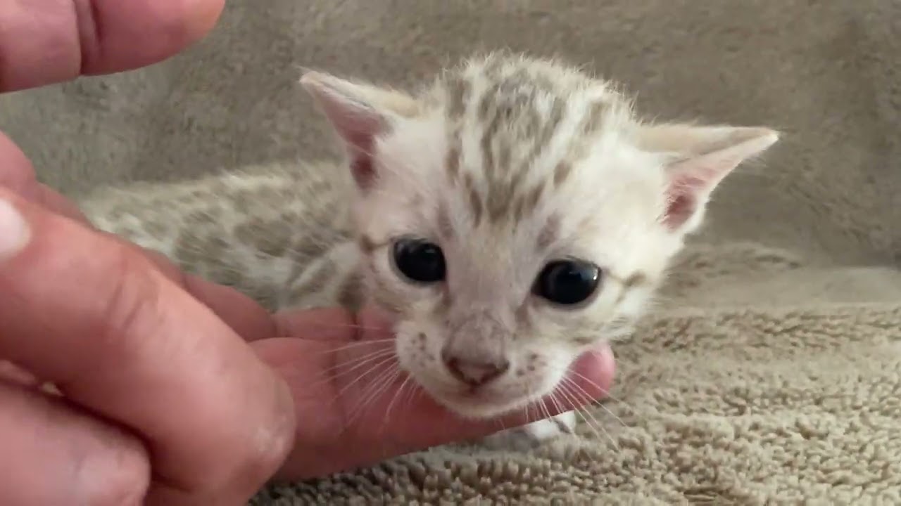 SNOW MINK BOY 1 litter P at 3 weeks old