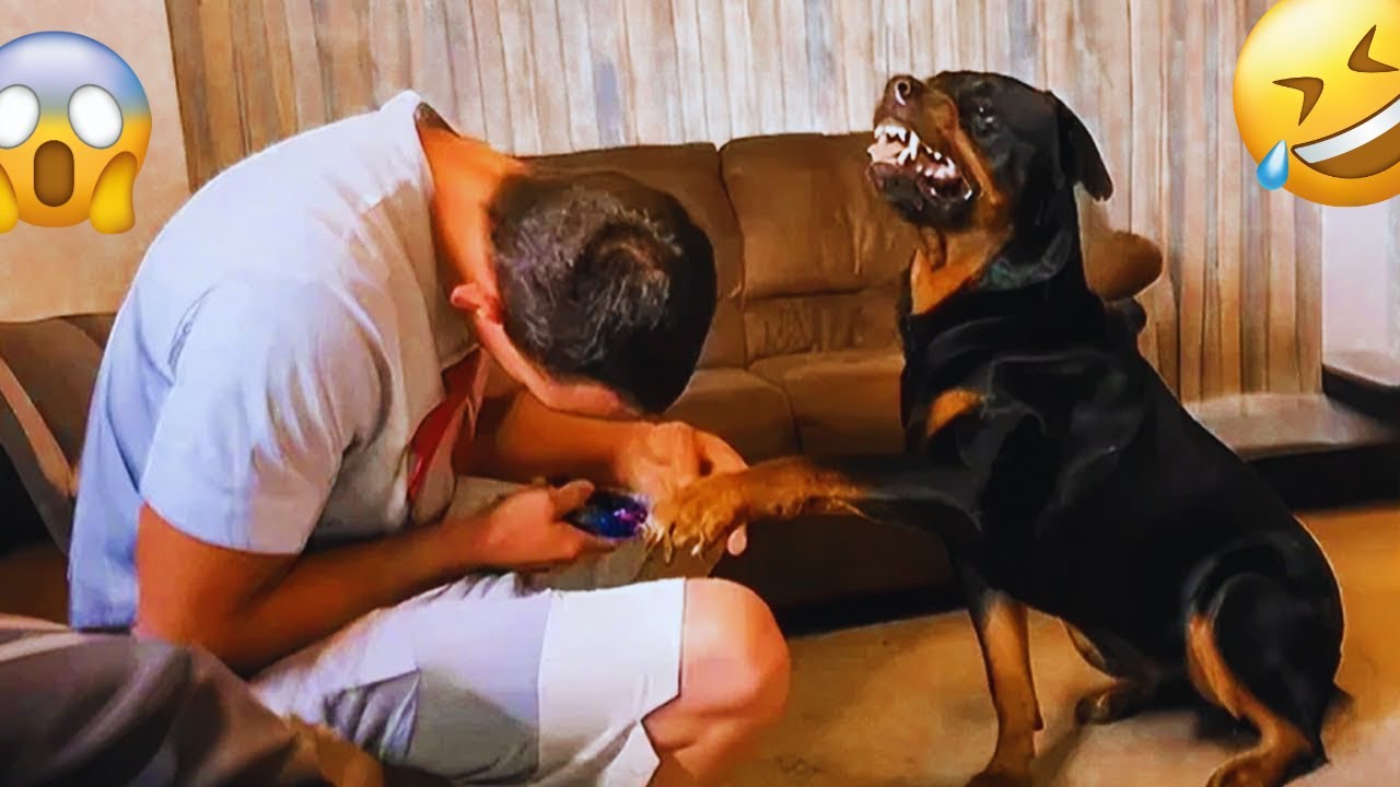 Unexpected Laugh with these Funny Dogs - Best Funniest Dog Videos of 2025 #17