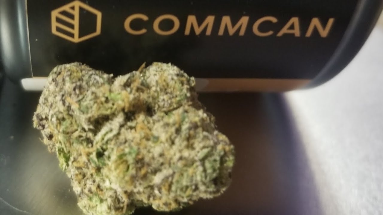 Strain of the Day - Why u Gelly from COMMCAN. Another great one.