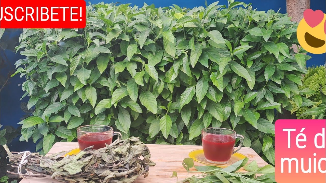 TÉ y PODA de la planta 
